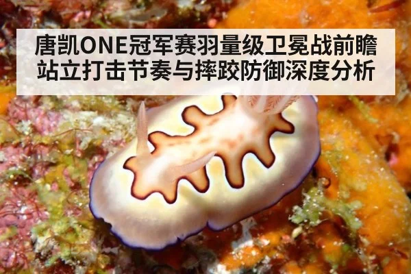 唐凯ONE冠军赛羽量级卫冕战前瞻 站立打击节奏与摔跤防御深度分析 - j9 game