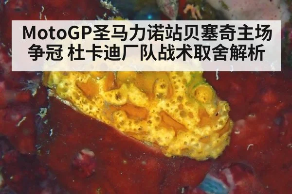MotoGP圣马力诺站贝塞奇主场争冠 杜卡迪厂队战术取舍解析 - j9 game